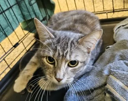 A young small-sized female Domestic Short Hair cat named Bella for adoption in Pendleton, OR