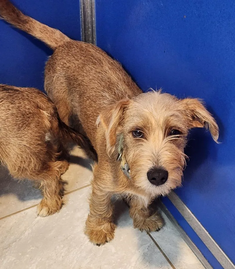 A young small-sized male Wirehaired Terrier dog named Rocky for adoption in Walnutport, PA