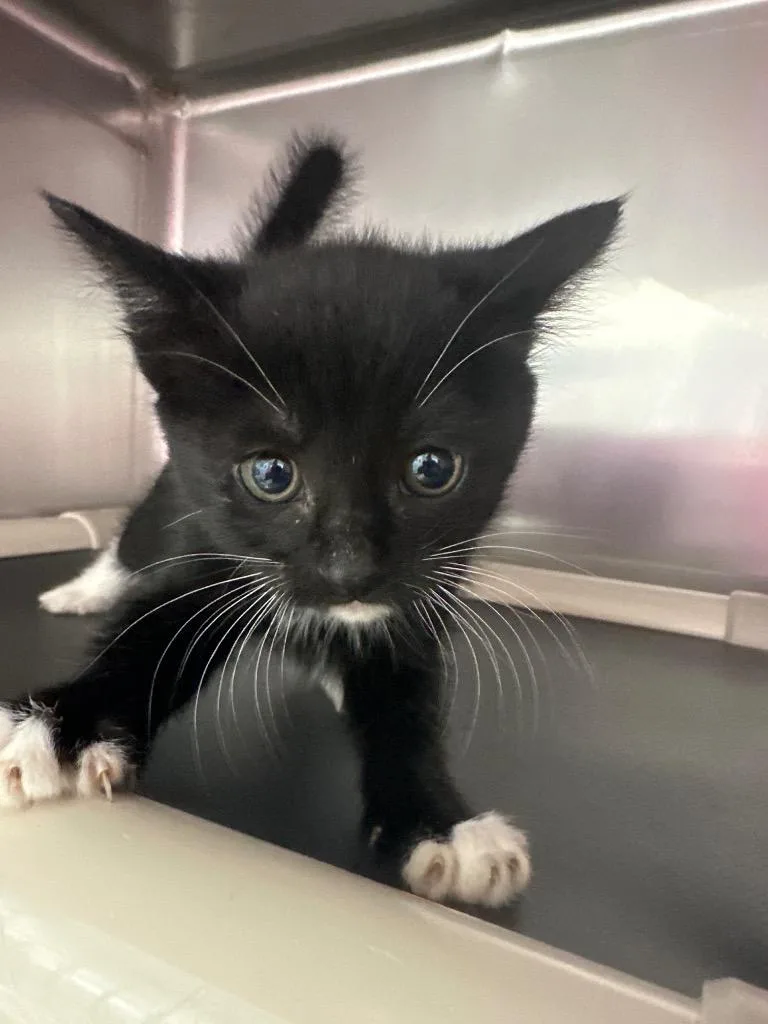 A baby medium-sized female Domestic Short Hair cat named Lilac for adoption in Pomona, NY