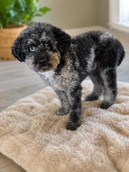 An adult small-sized male Poodle dog named Beans for adoption in Kinzers , PA