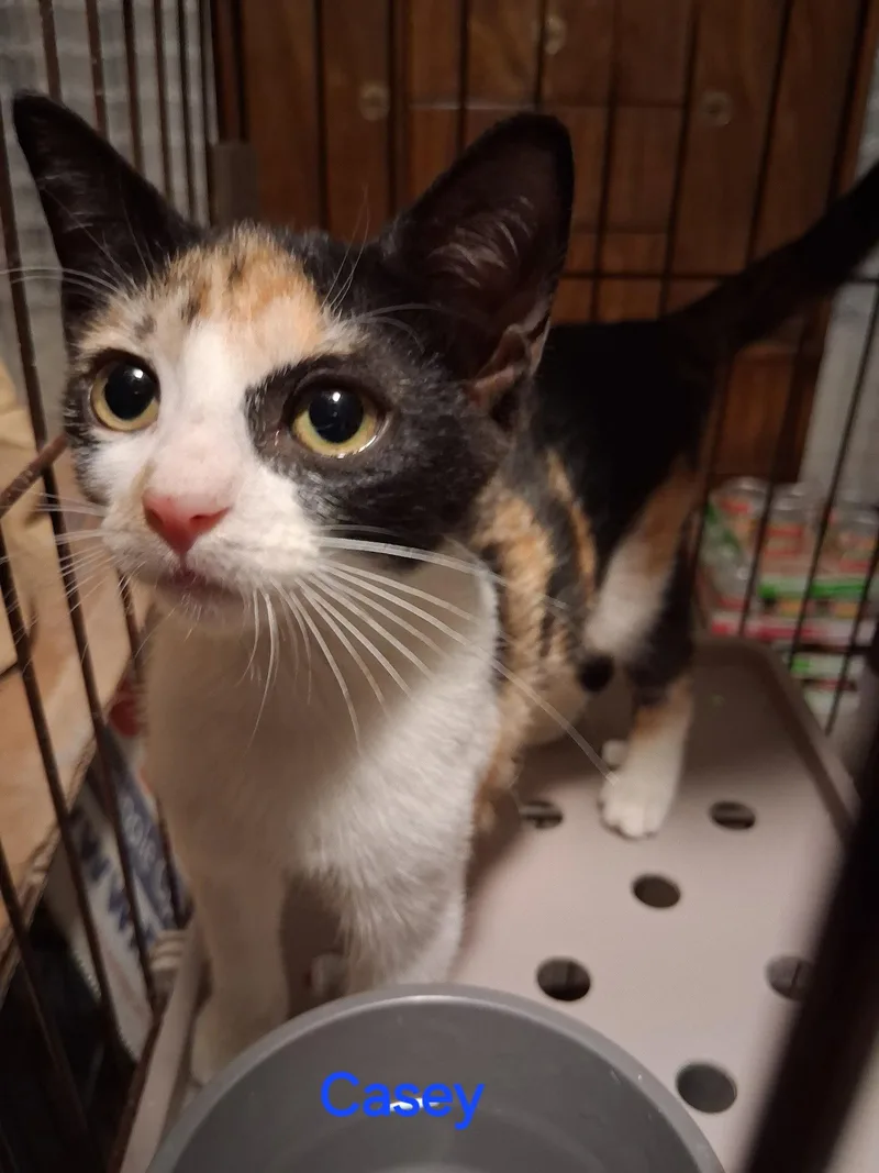 A baby medium-sized female Domestic Short Hair cat named Casey for adoption in Oviedo, FL