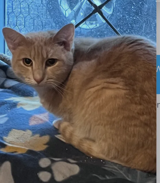 A young small-sized male Orange Ginger and white Tabby cat named Griffin for adoption in Baltimore, MD