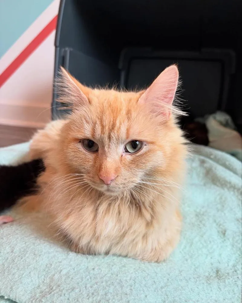 An adult large-sized female Domestic Long Hair cat named Astola for adoption in Clinton, SC