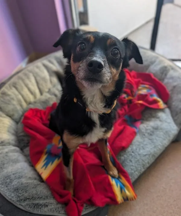 A young small-sized male Chihuahua dog named Zippy for adoption in Santa Rosa, CA