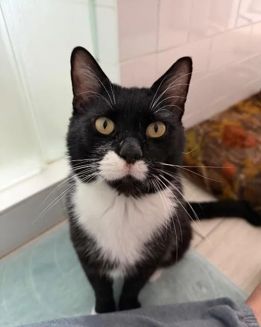 An adult medium-sized male Domestic Short Hair cat named Puff Pastry for adoption in Cincinnati, OH