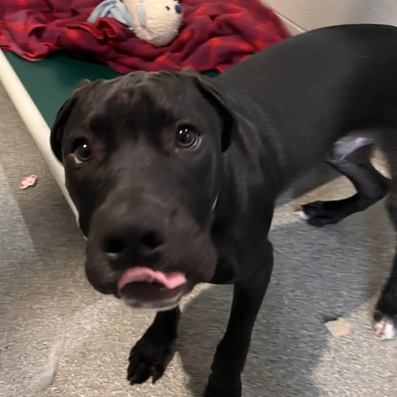 A baby medium-sized male Black Mixed Breed dog named Rocco for adoption in Kennebunk, ME