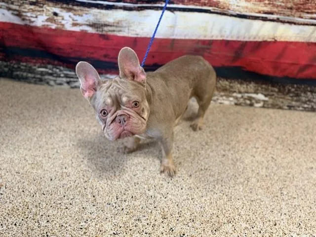 An adult small-sized male French Bulldog dog named Whisky for adoption in Miami, FL