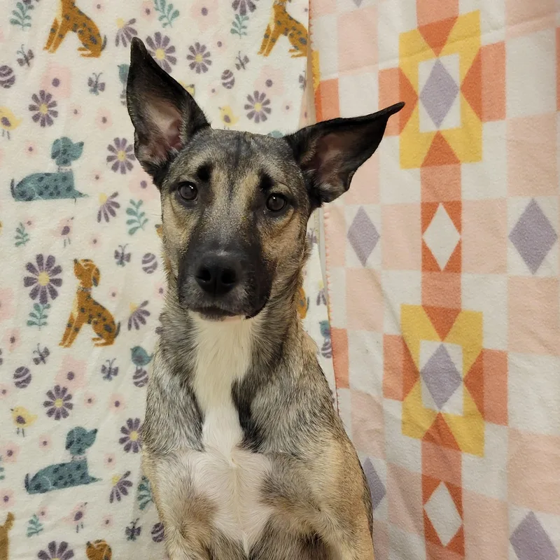 An adult large-sized female Red / Chestnut / Orange Shepherd dog named Pixie for adoption in ALPINE, TX