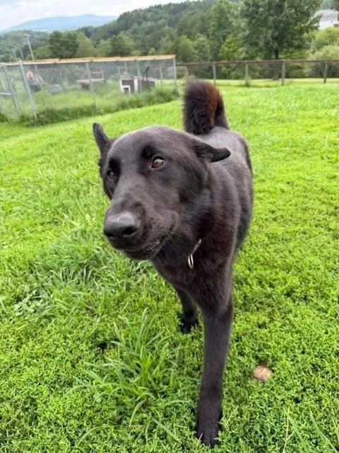 A young medium-sized female Black German Shepherd Dog dog named LaVeau for adoption in Augusta, WV