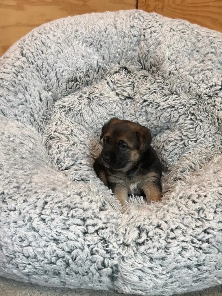 A baby large-sized female Tricolor (Brown, Black, & White) Belgian Shepherd / Malinois dog named Mushroom for adoption in Mira Loma, CA