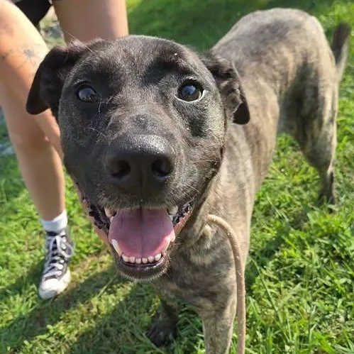 An adult large-sized female Brindle Cane Corso dog named Reigna for adoption in Fredericksburg, VA