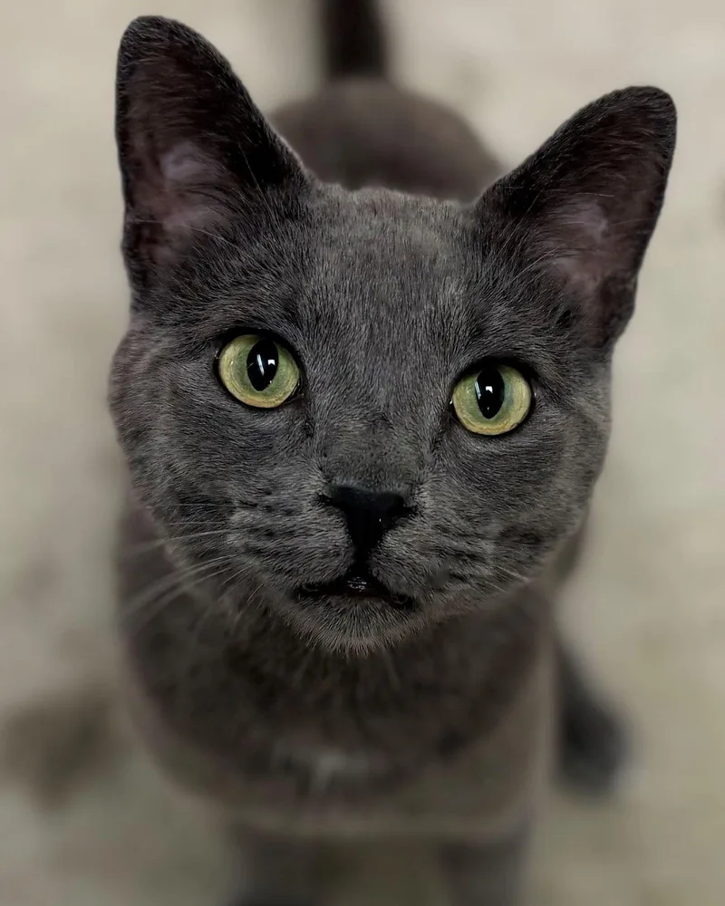 A young medium-sized male Domestic Short Hair cat named Cloud for adoption in Iowa City, IA
