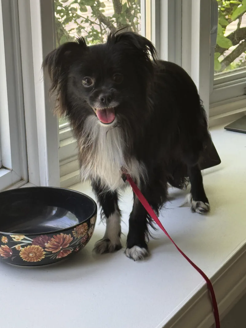 An adult small-sized male Black Papillon dog named Duke for adoption in Grosse Pointe Park, MI