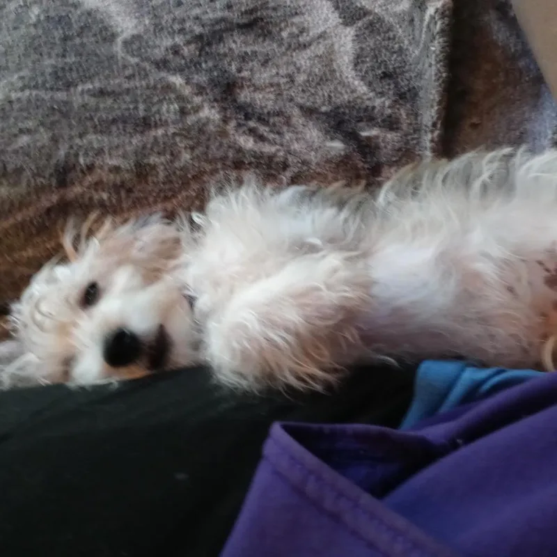 A baby small-sized male White / Cream Shih Tzu dog named MerryGoRound D for adoption in Minnetonka, MN