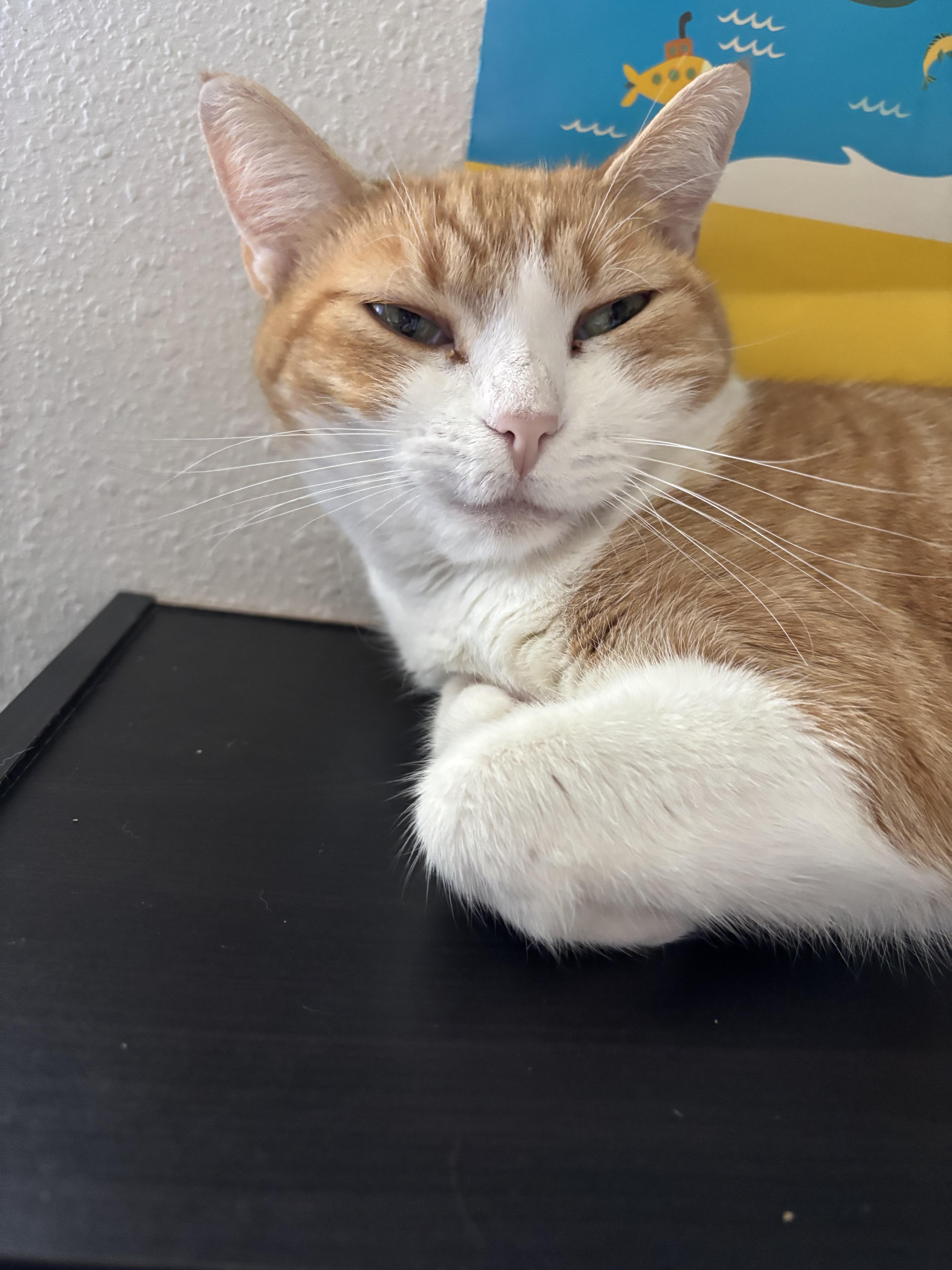 Celestia thumbnail 2