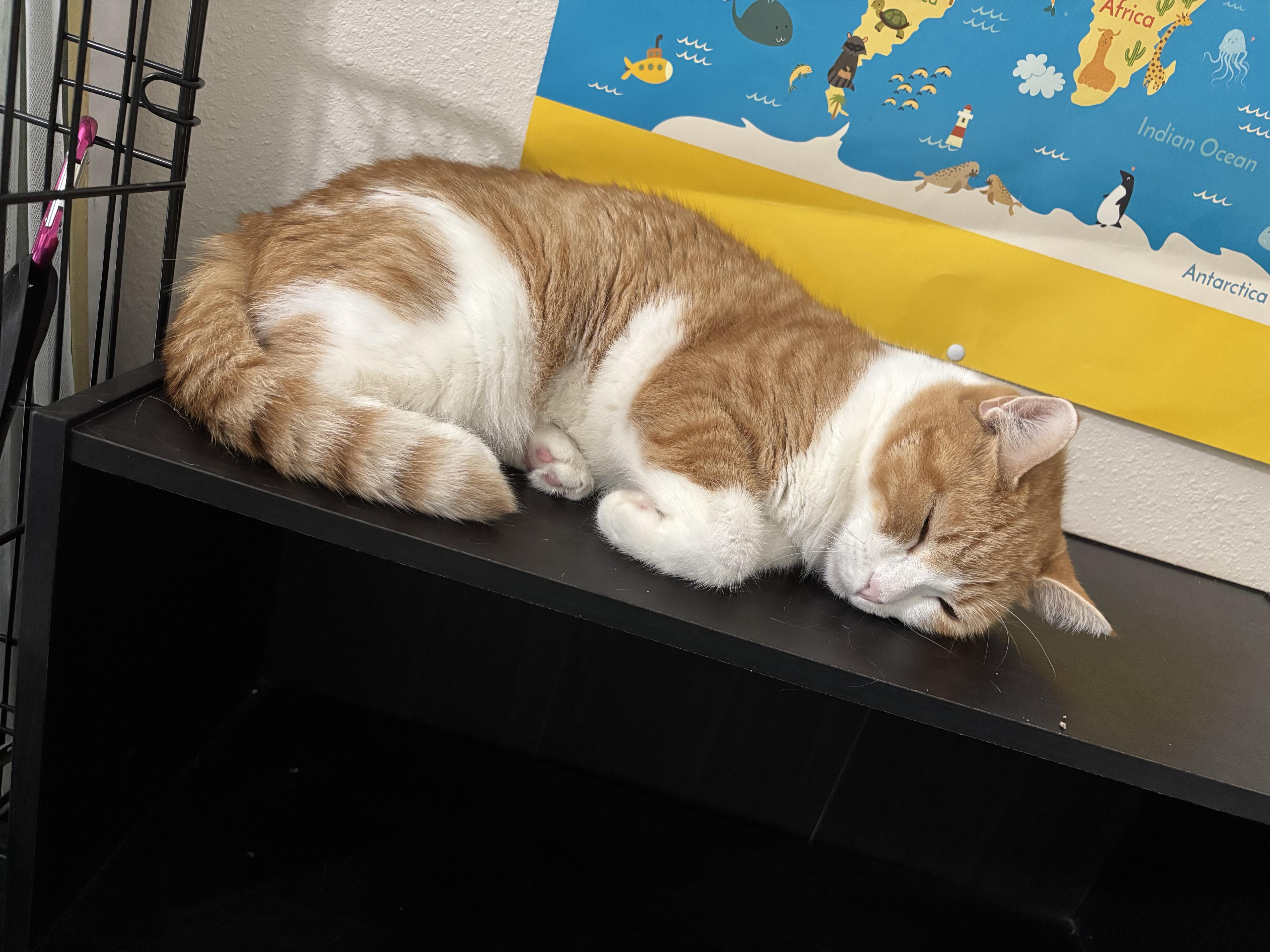 Celestia thumbnail 3