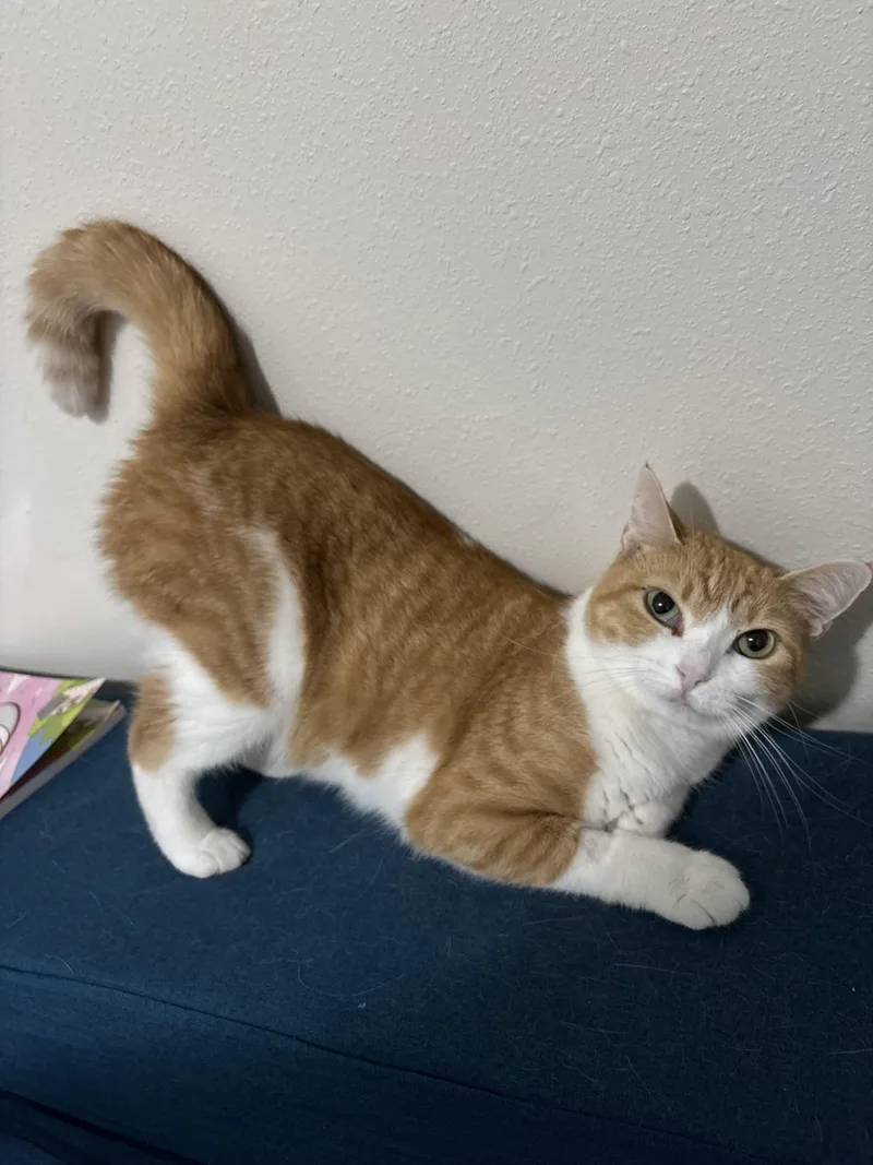 Celestia thumbnail 4