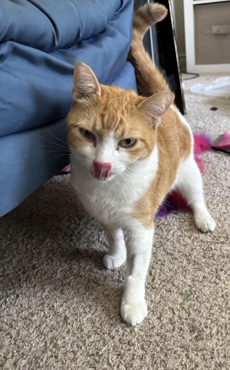 Celestia thumbnail 6