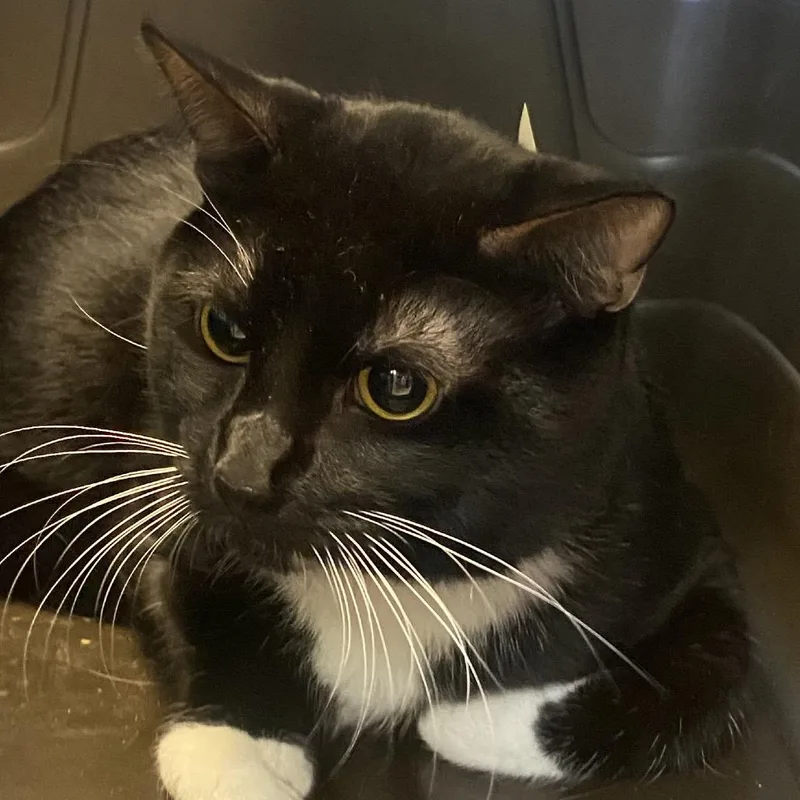 An adult medium-sized male Black Domestic Short Hair cat named Midnight for adoption in Columbus, GA