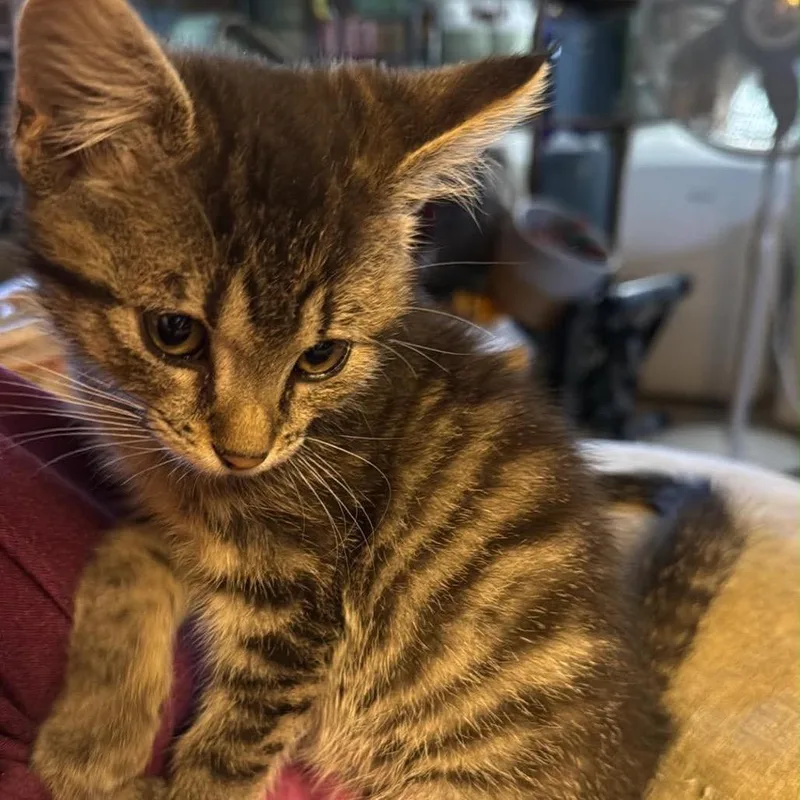 A baby small-sized female Domestic Short Hair cat named Sabrina for adoption in Booneville, AR