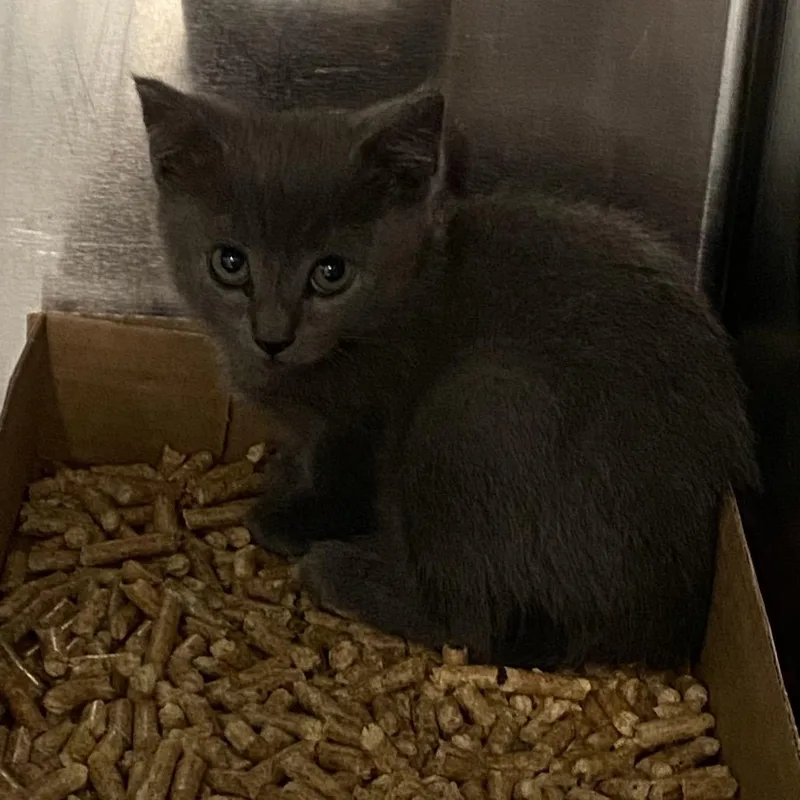 A baby small-sized female Gray / Blue / Silver Domestic Short Hair cat named Wagsstray for adoption in Westminster, CA