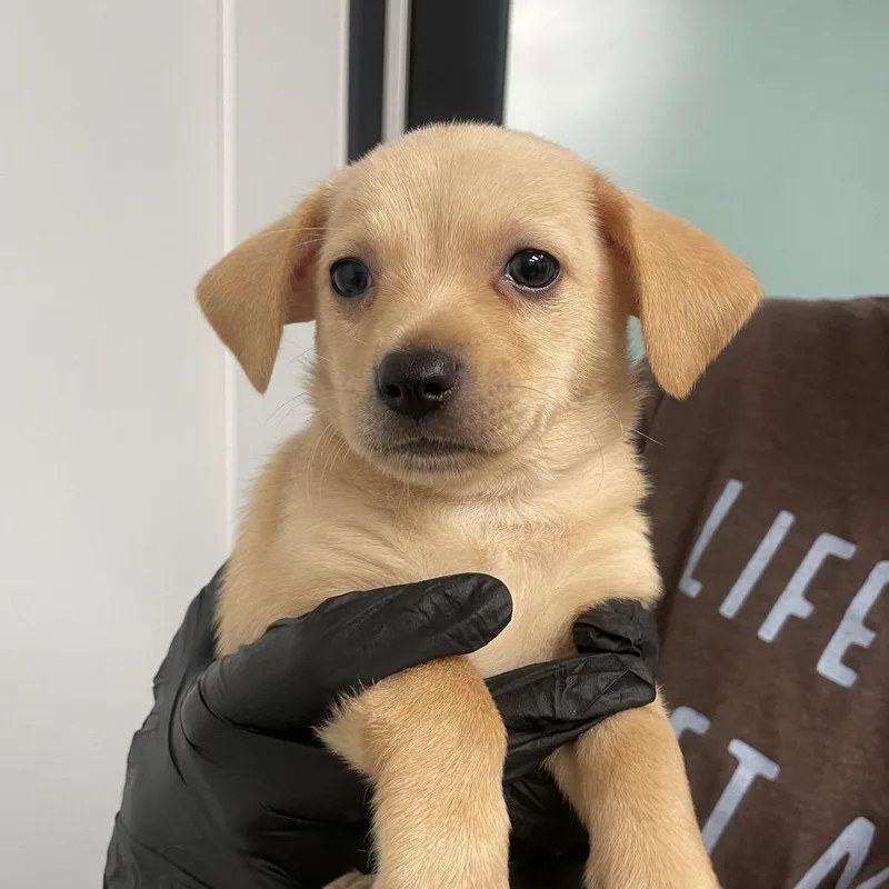 A baby small-sized male Apricot / Beige Terrier dog named Fusilli for adoption in Abilene, TX