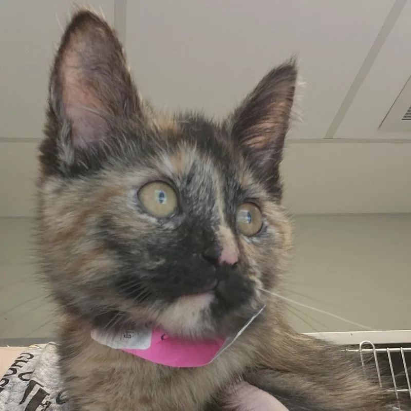 A baby small-sized female Tortoiseshell Domestic Short Hair cat named Spella for adoption in Columbia Station, OH