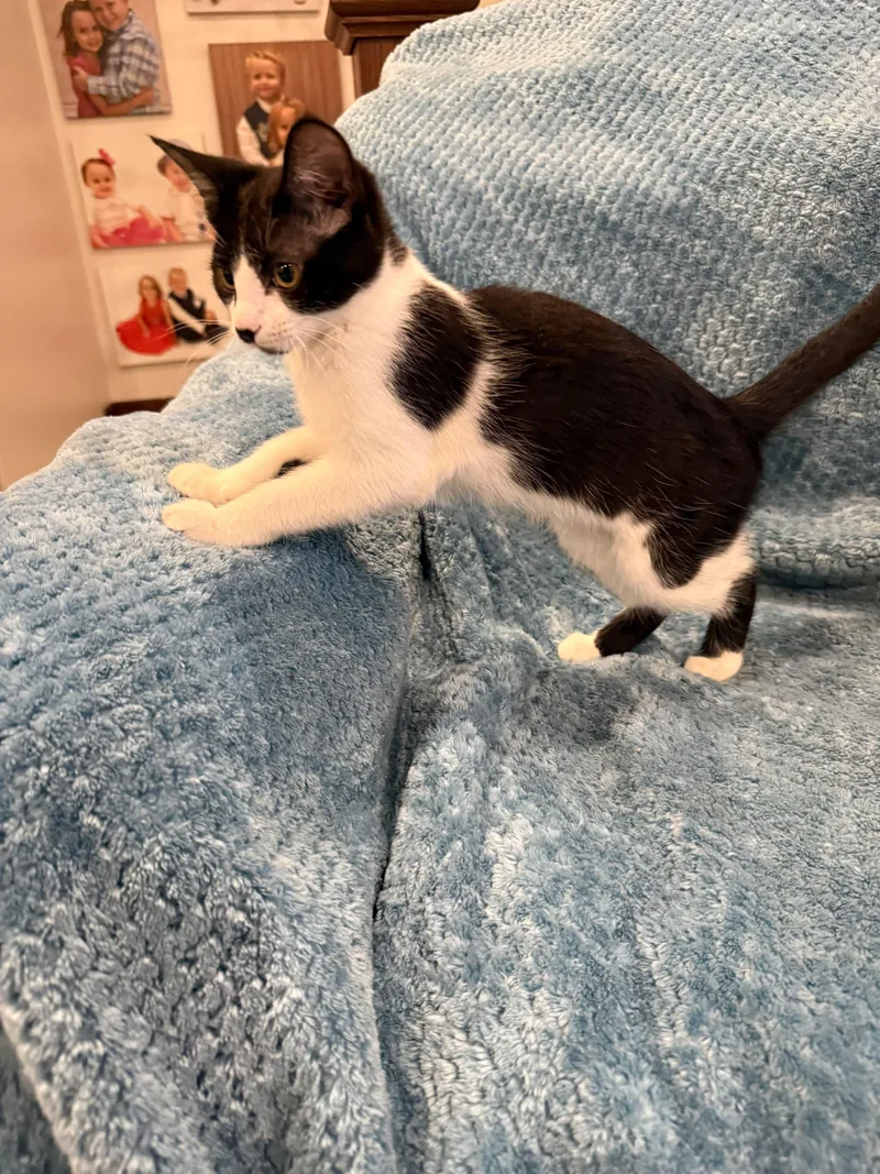 Prentice thumbnail 2