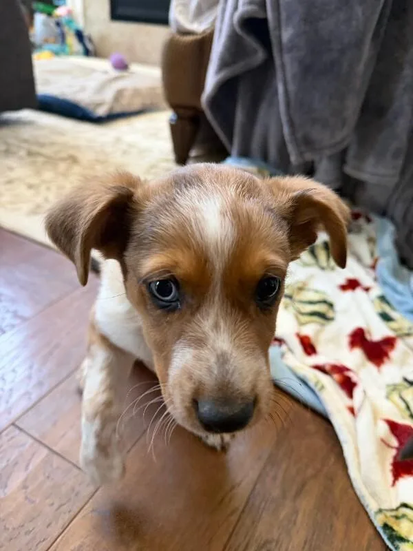 A baby small-sized female Brown / Chocolate Australian Shepherd dog named Robin for adoption in Fort Collins, CO