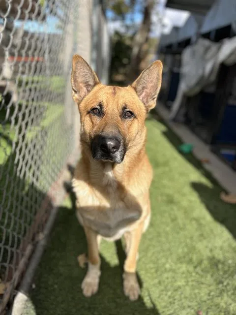 An adult large-sized male German Shepherd Dog dog named Baymax for adoption in Chula Vista, CA