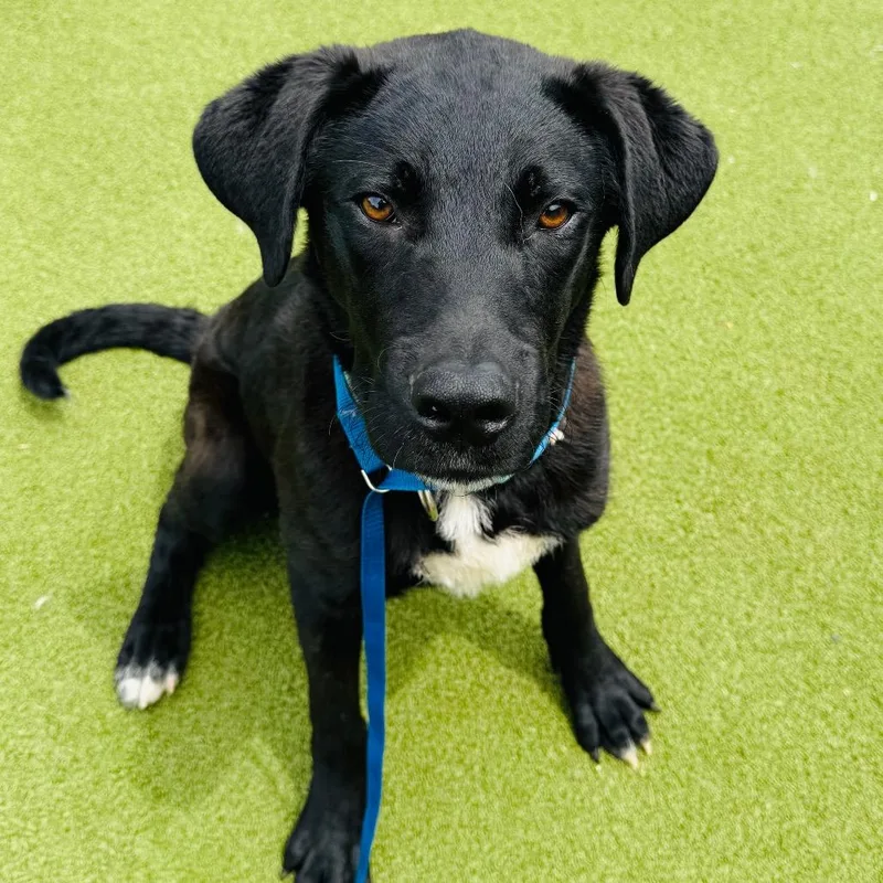 An adult large-sized male Black Border Collie dog named Ace for adoption in Peachtree City, GA