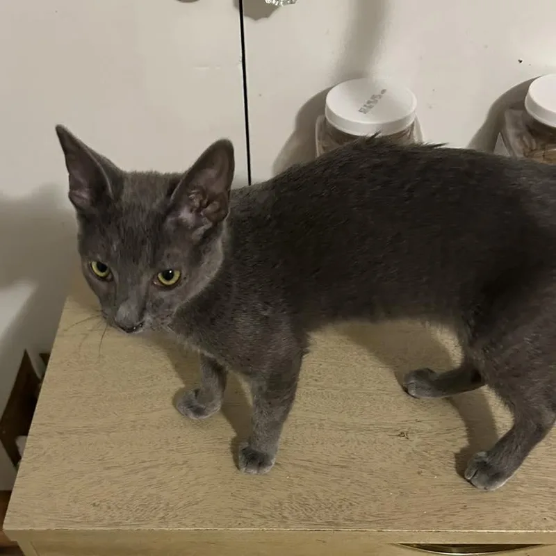 A young small-sized male Gray / Blue / Silver Domestic Short Hair cat named Ashton for adoption in Capshaw, AL