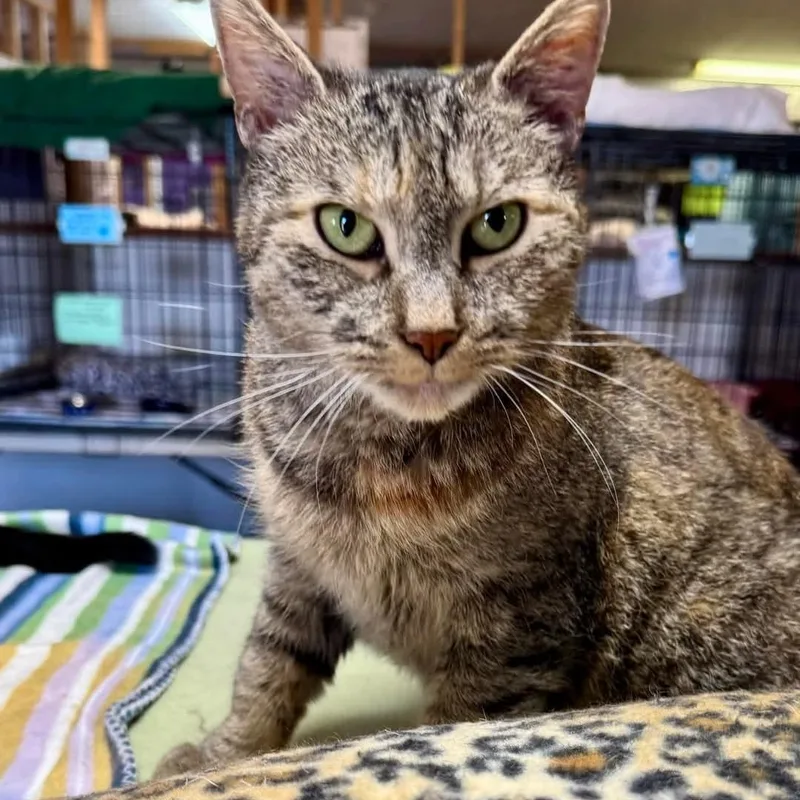 A senior medium-sized female Brown / Chocolate Domestic Short Hair cat named Auburn for adoption in Germansville, PA