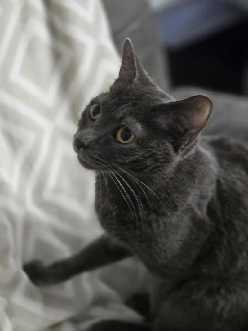 A young small-sized male Gray / Blue / Silver Domestic Short Hair cat named Baby Boy for adoption in Capshaw, AL