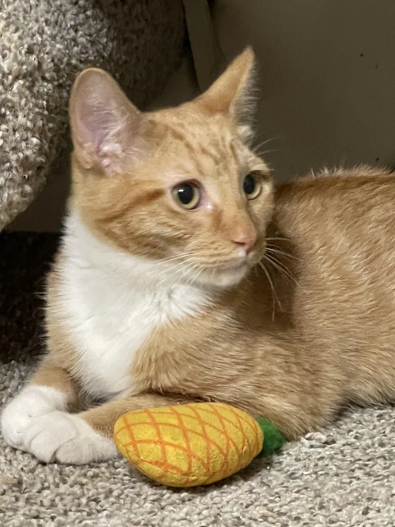 Avangeline thumbnail 2