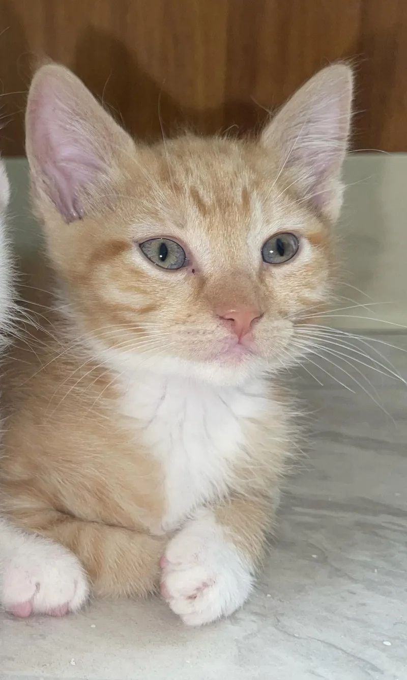 Avangeline thumbnail 3