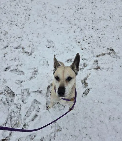 An adult medium-sized female Mixed Breed dog named Abby for adoption in Fallston, MD
