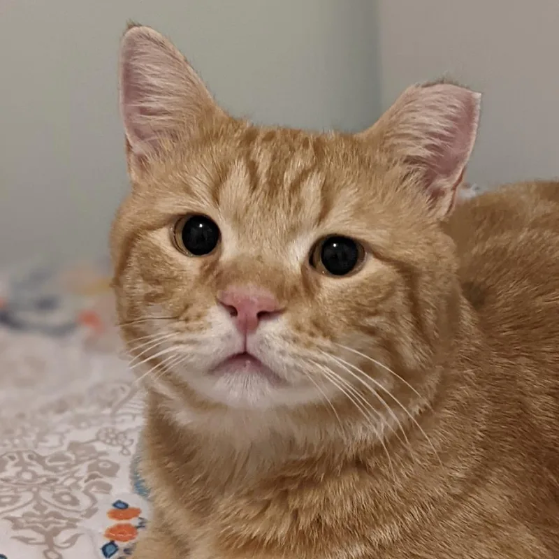 An adult large-sized male Orange / Red Domestic Short Hair cat named Biggie for adoption in Brooklyn, NY