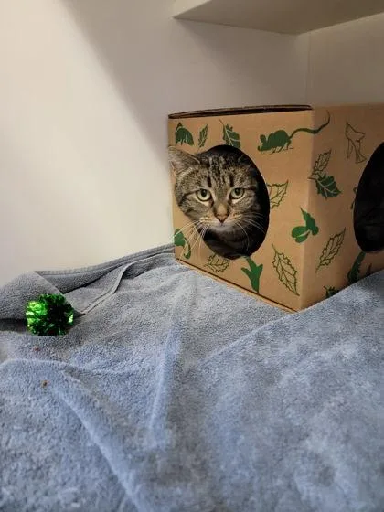 Binx