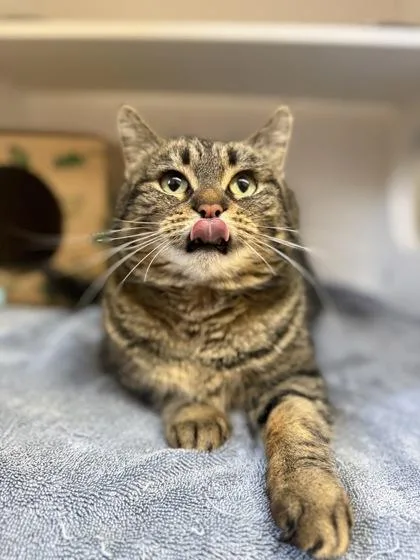 Binx thumbnail 2