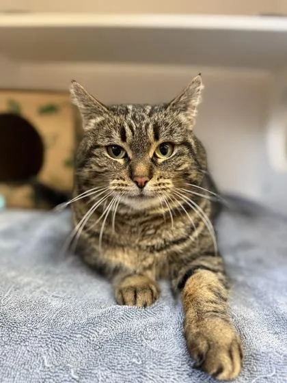 Binx thumbnail 3