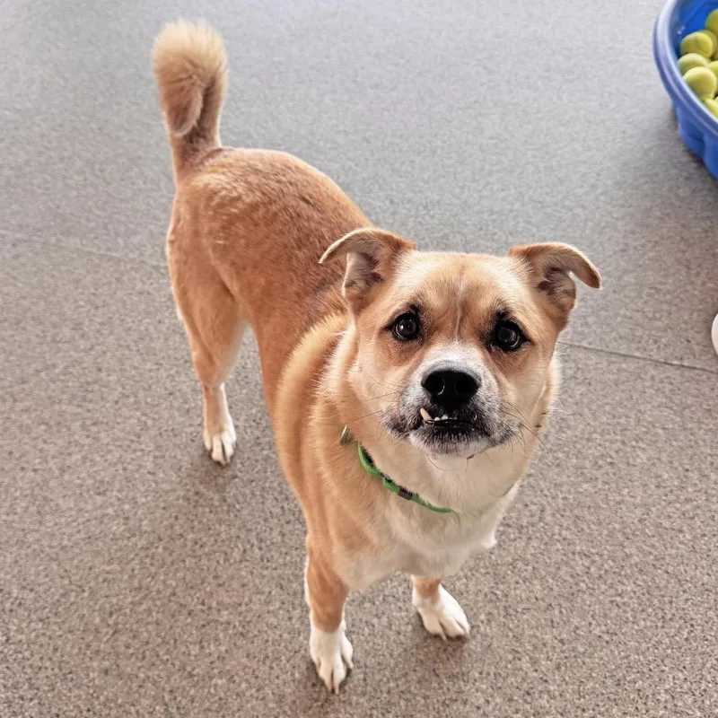 A senior medium-sized male Yellow / Tan / Blond / Fawn Mixed Breed dog named Arlo for adoption in Hailey, ID