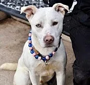 A young medium-sized male White / Cream Labrador Retriever dog named Doc for adoption in Hicksville, NY