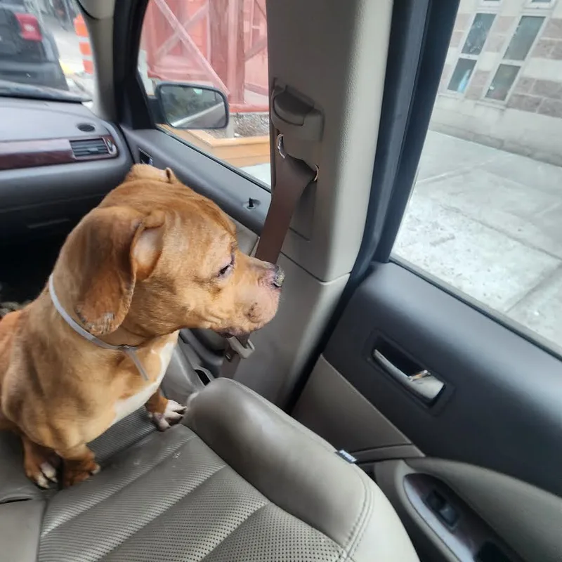 Marco Polo thumbnail 3