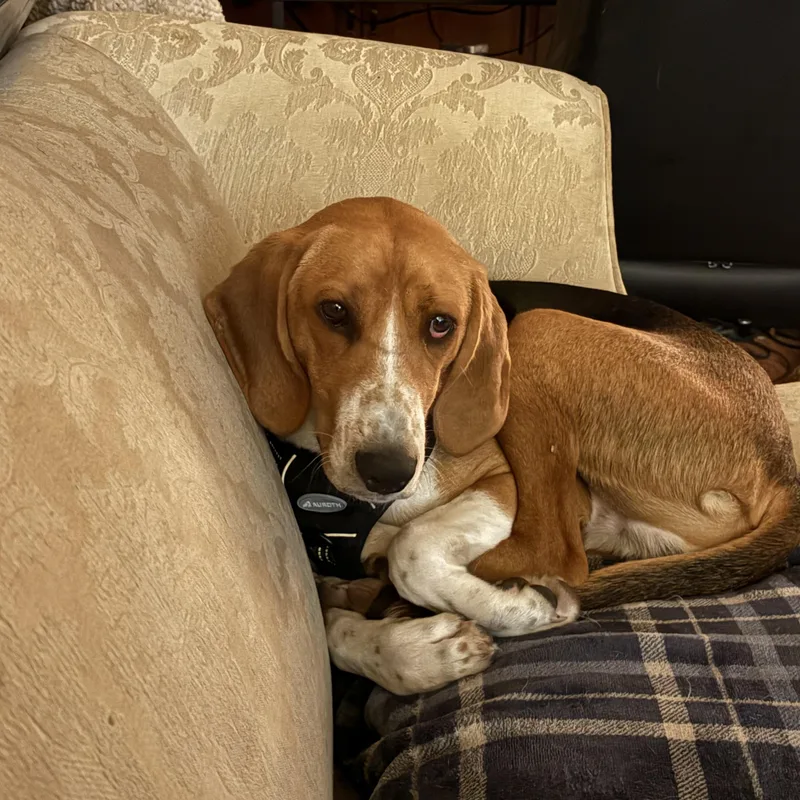 A young large-sized male American Foxhound dog named Bennet for adoption in Chesapeake, VA