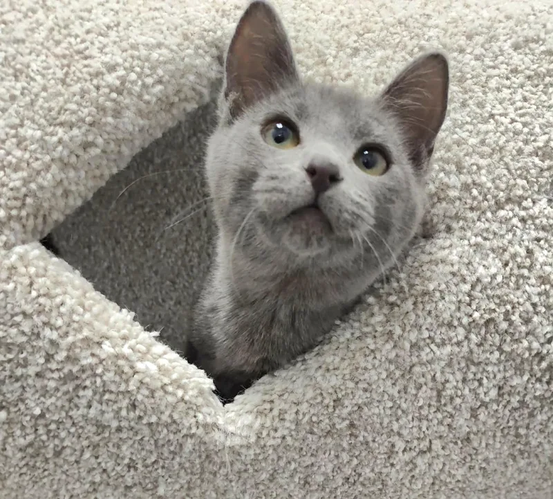 Honeymaren  Playful And thumbnail 2