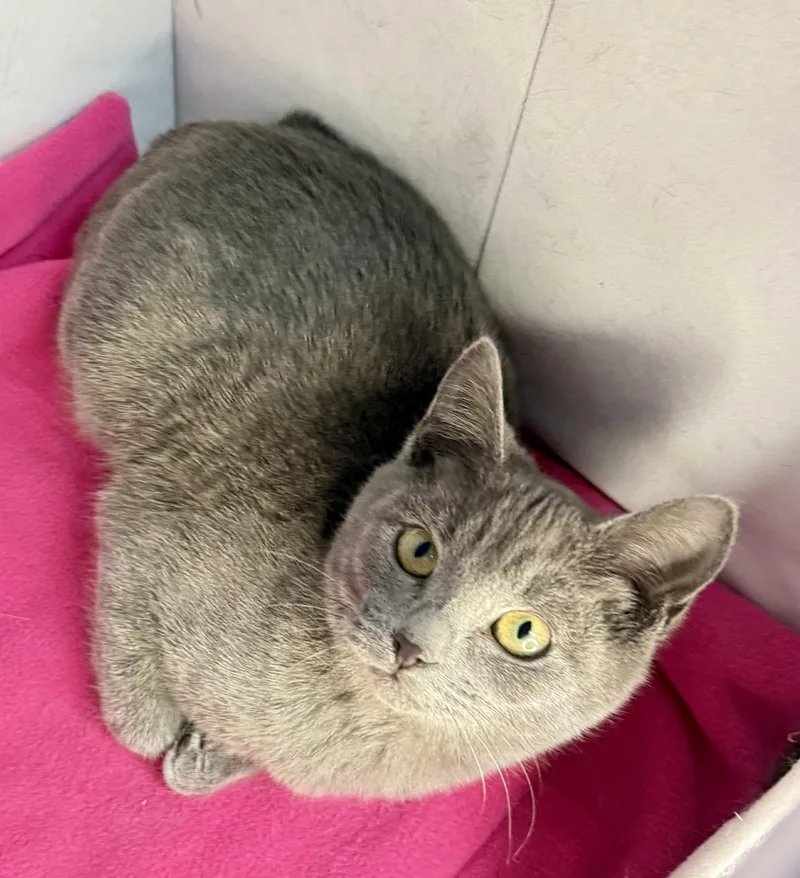 Honeymaren  Playful And thumbnail 3