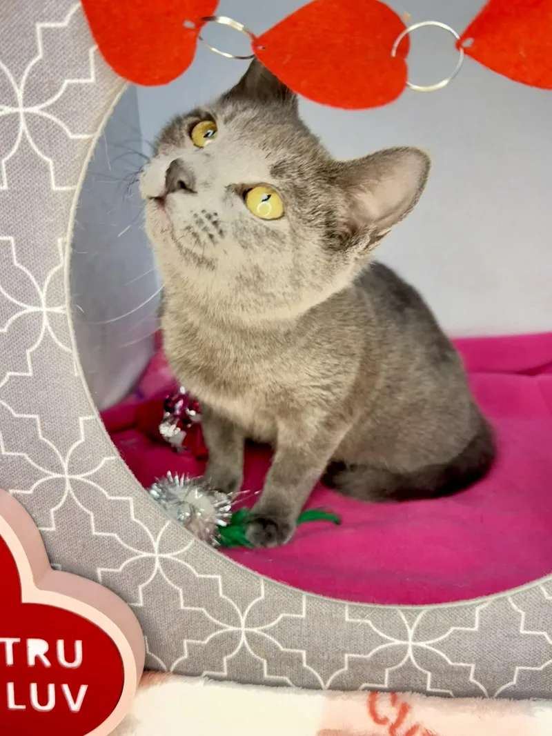 Honeymaren  Playful And thumbnail 4