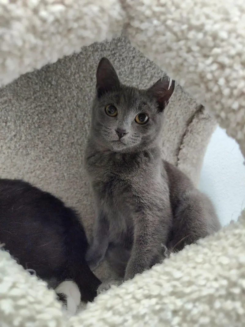 Honeymaren  Playful And thumbnail 5