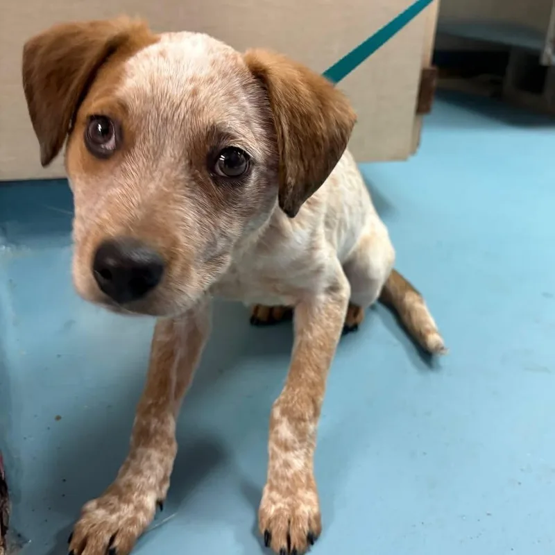 Shaun The Heeler Puppy thumbnail 2